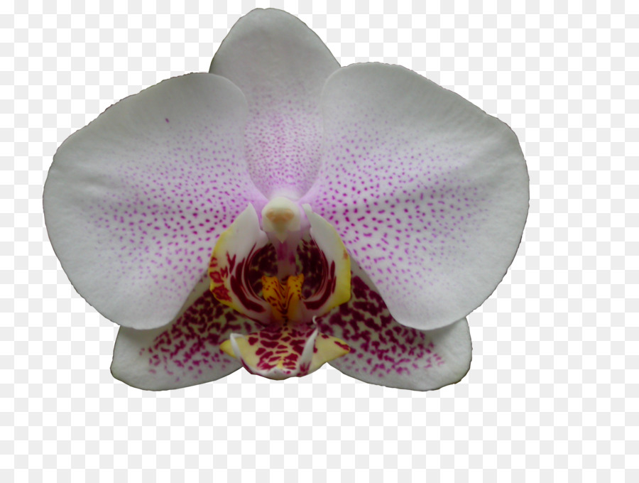 Orquídea，Flor PNG