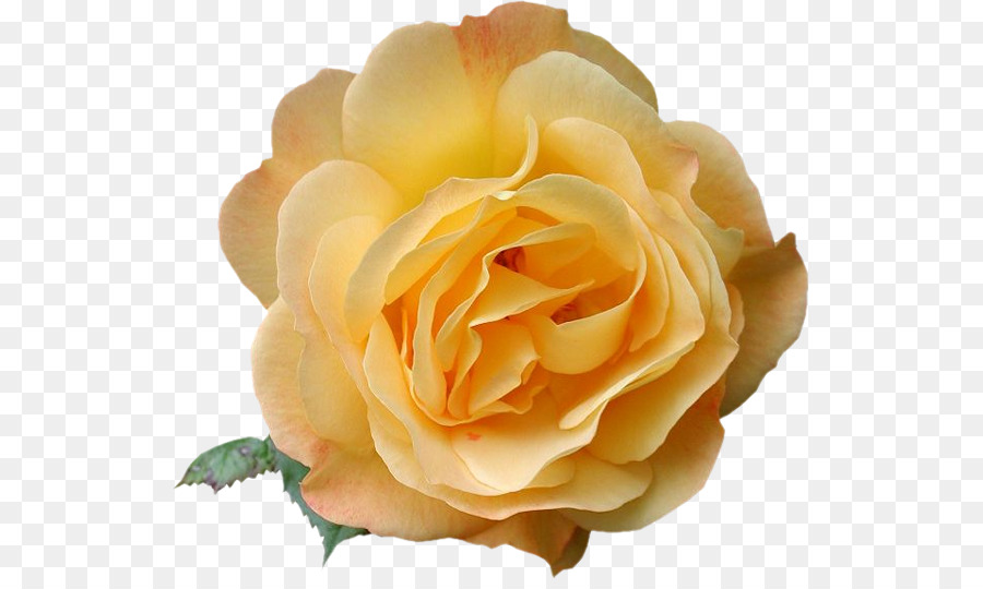 Rosa Branca，Florescer PNG