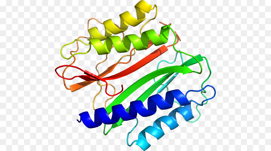 Estrutura Proteica，Biologia PNG