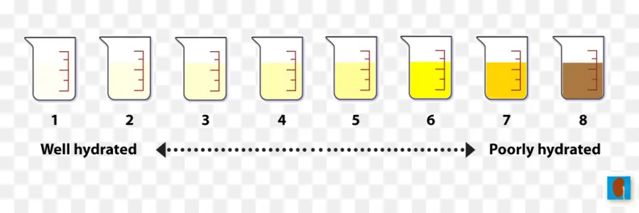 Gráfico De Hidratação，Béqueres PNG