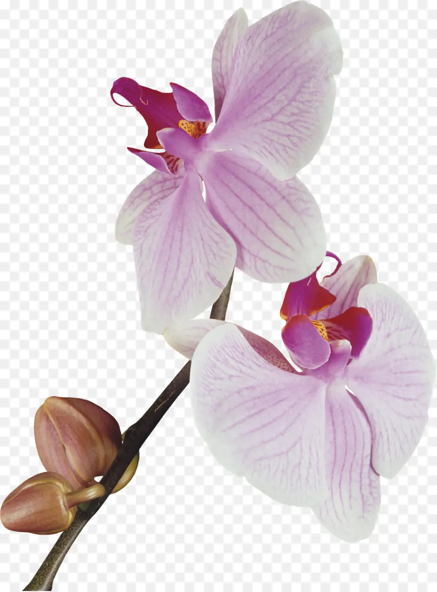 Orquídea，Florescer PNG