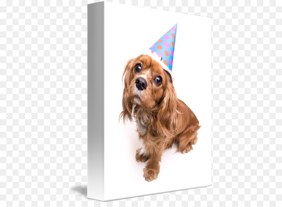 Cavalier King Charles Spaniel，Filhote De Cachorro PNG