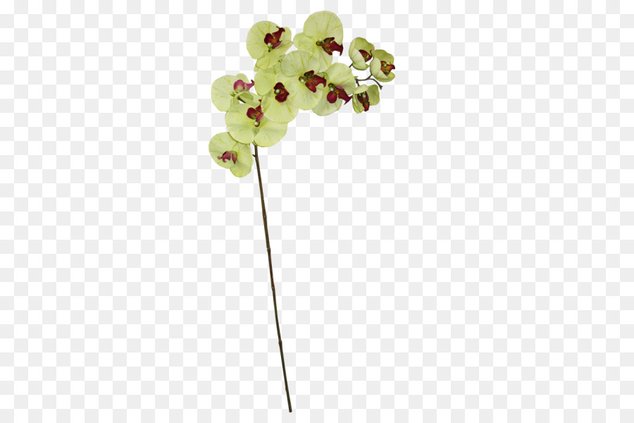 Traça Orquídeas，A Jóia Do Corpo PNG