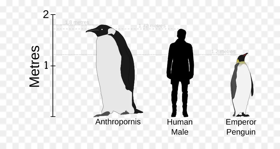 Comparação De Pinguins，Antropornis PNG