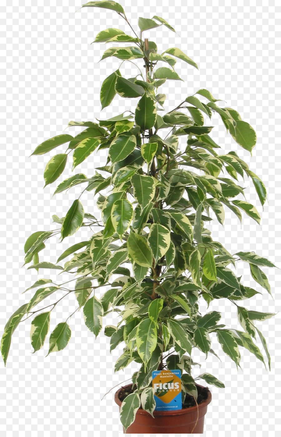 Planta De Ficus，Vaso PNG