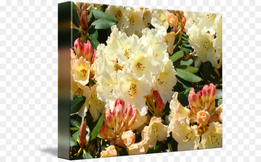 Rhododendron，Amarelo PNG