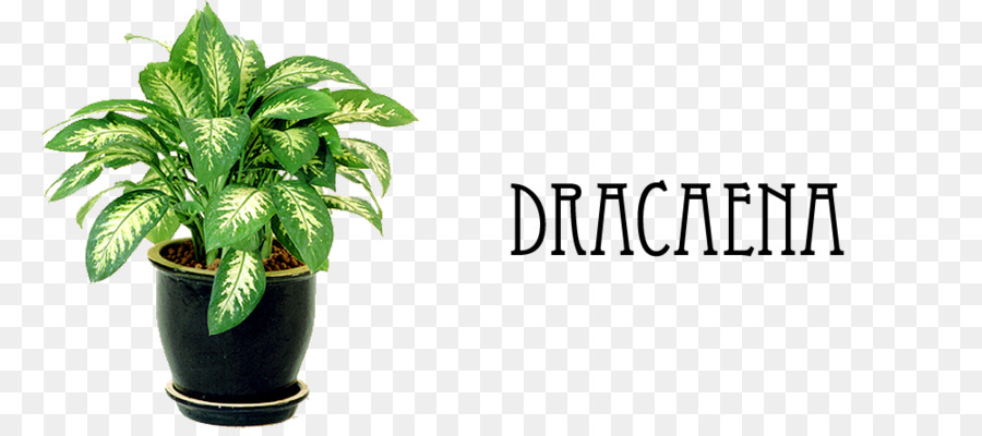 Planta Dracena，Pote PNG