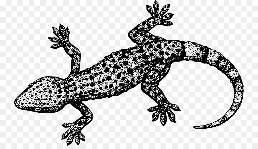 Lagarto，Balanças PNG