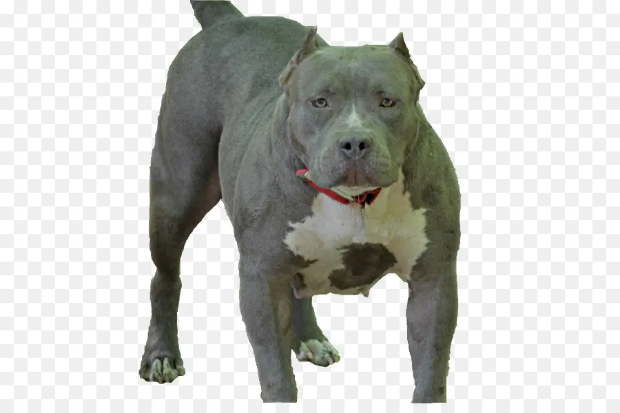 American Pit Bull Terrier，American Staffordshire Terrier PNG