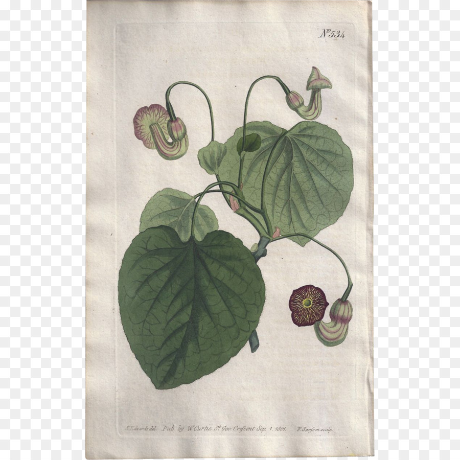 Têxtil，Aristolochia Macrophylla PNG