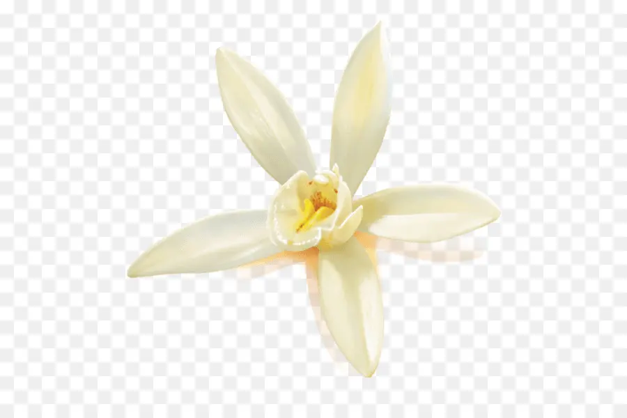 Traça Orquídeas，Amaryllidaceae PNG