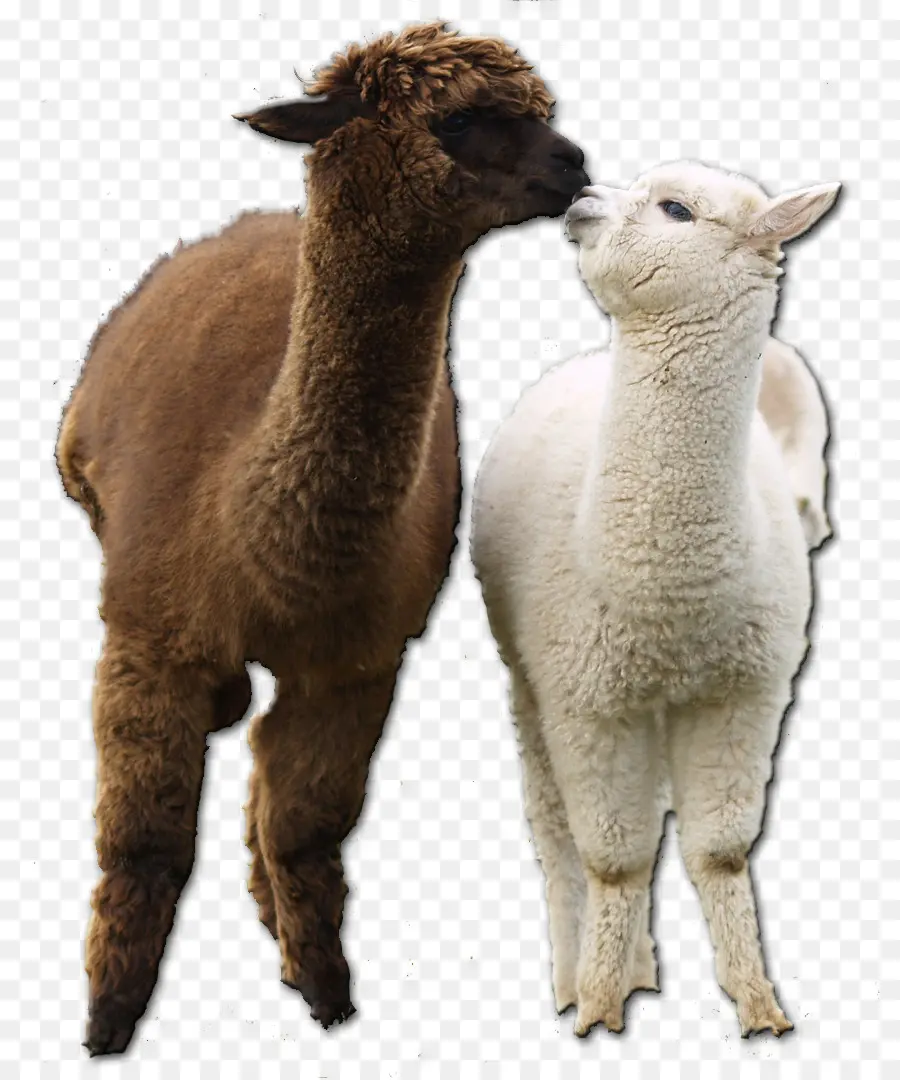 Alpaca，Chama PNG