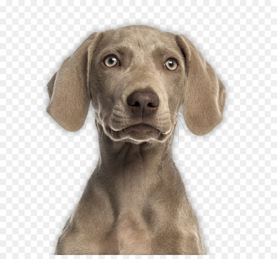 Cão，A United Airlines PNG
