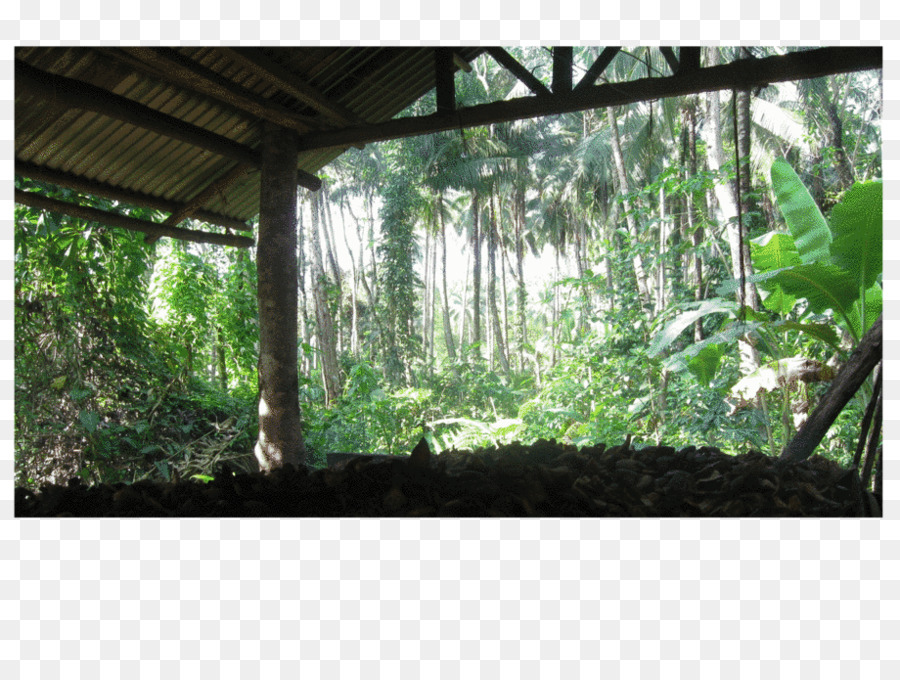 Floresta，Bioma PNG
