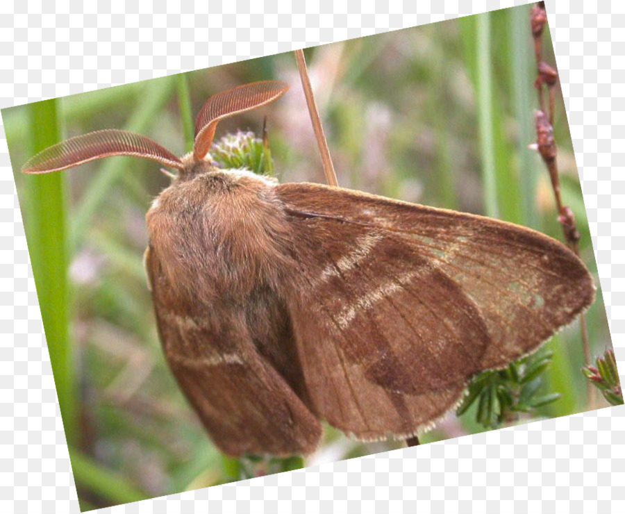 Brushfooted Borboletas，Borboleta PNG