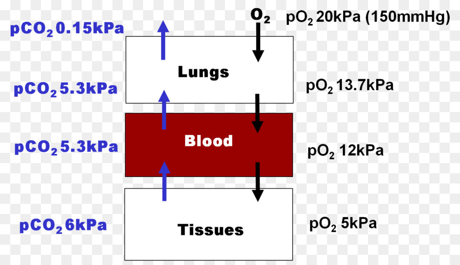 Hemoglobina，Ligação Molecular PNG