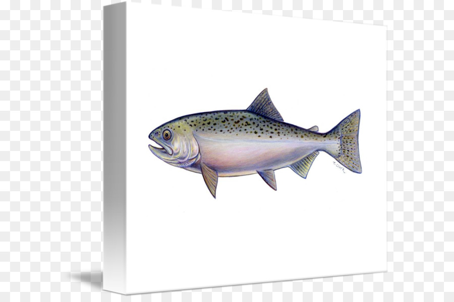 Sardinha，Osso PNG