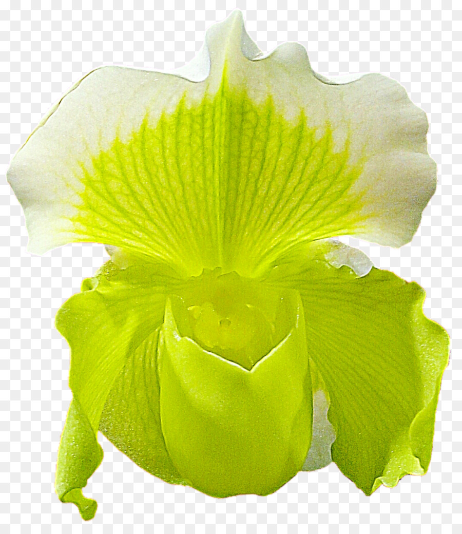 Orquídea Amarela，Plantar PNG