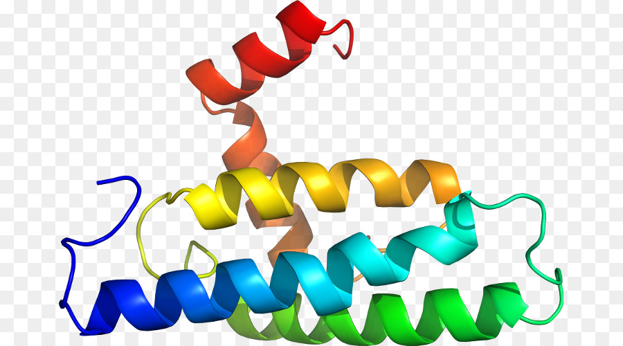 Estrutura Proteica，Biologia PNG