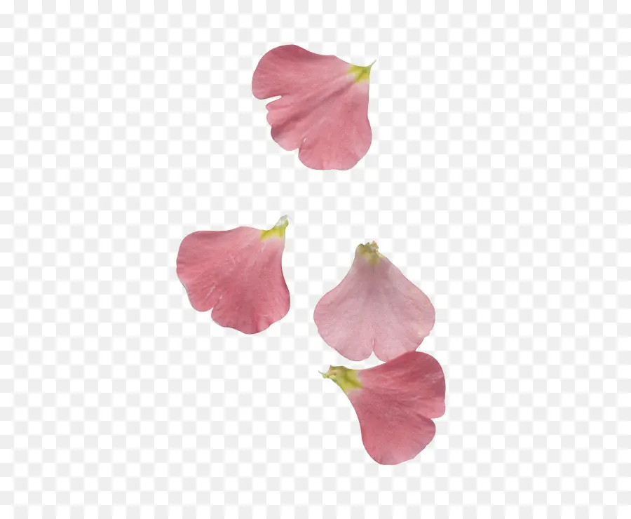 Pétalas Rosa，Florescer PNG