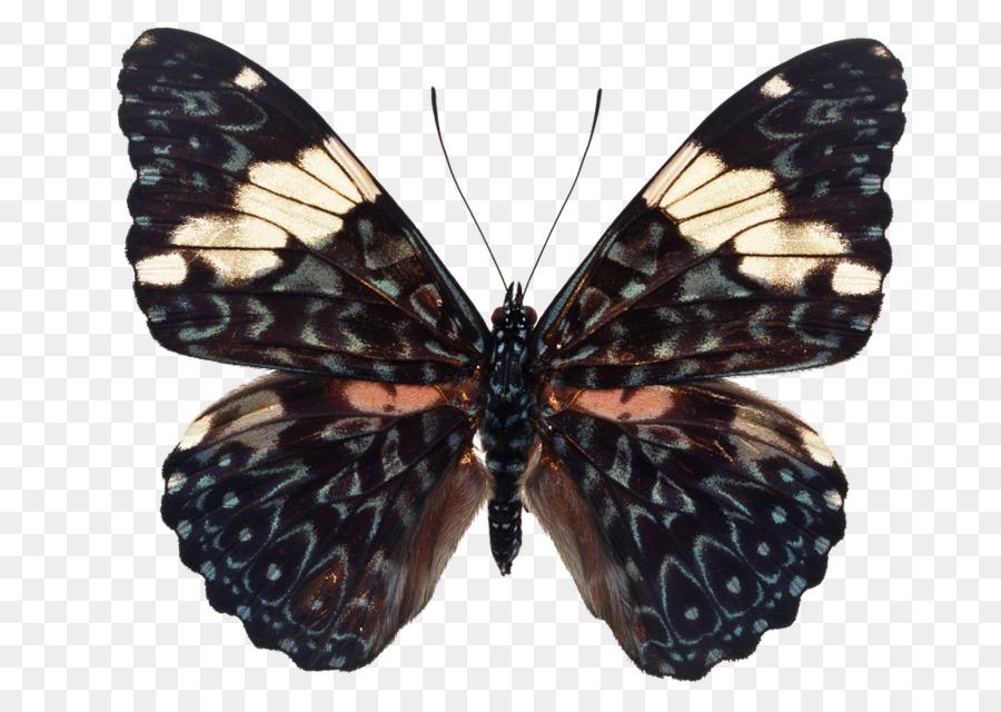 Borboleta，Inseto PNG