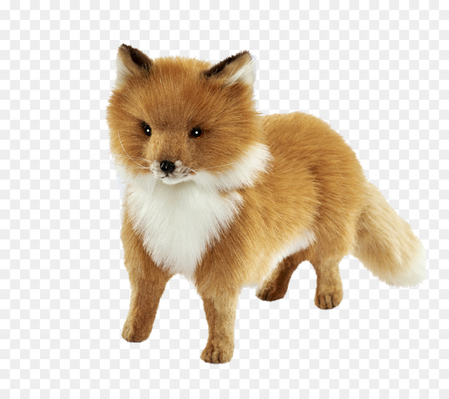 Spitz Alemão Klein，Spitz Alemão Mittel PNG