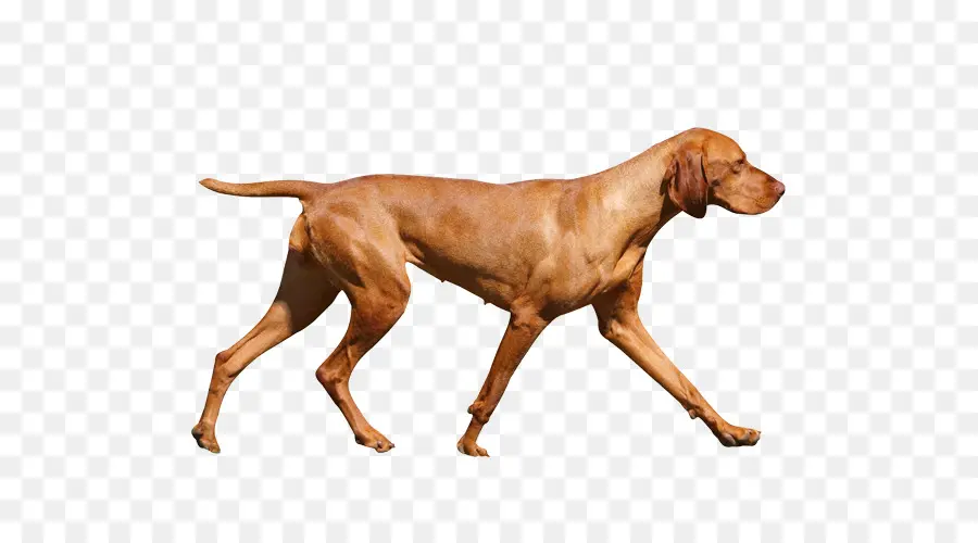 Vizsla，Redbone Coonhound PNG