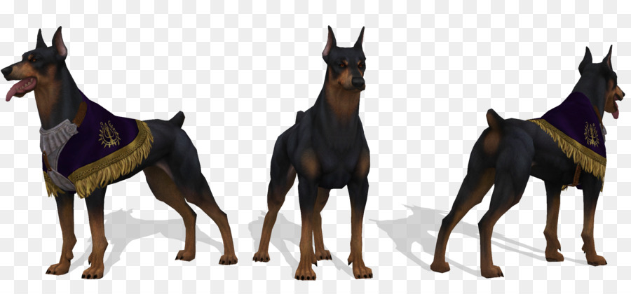 Dobermann，Abençoe Online PNG