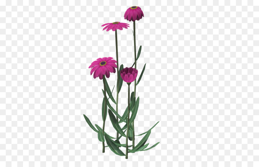 Flores De Corte，Flor PNG