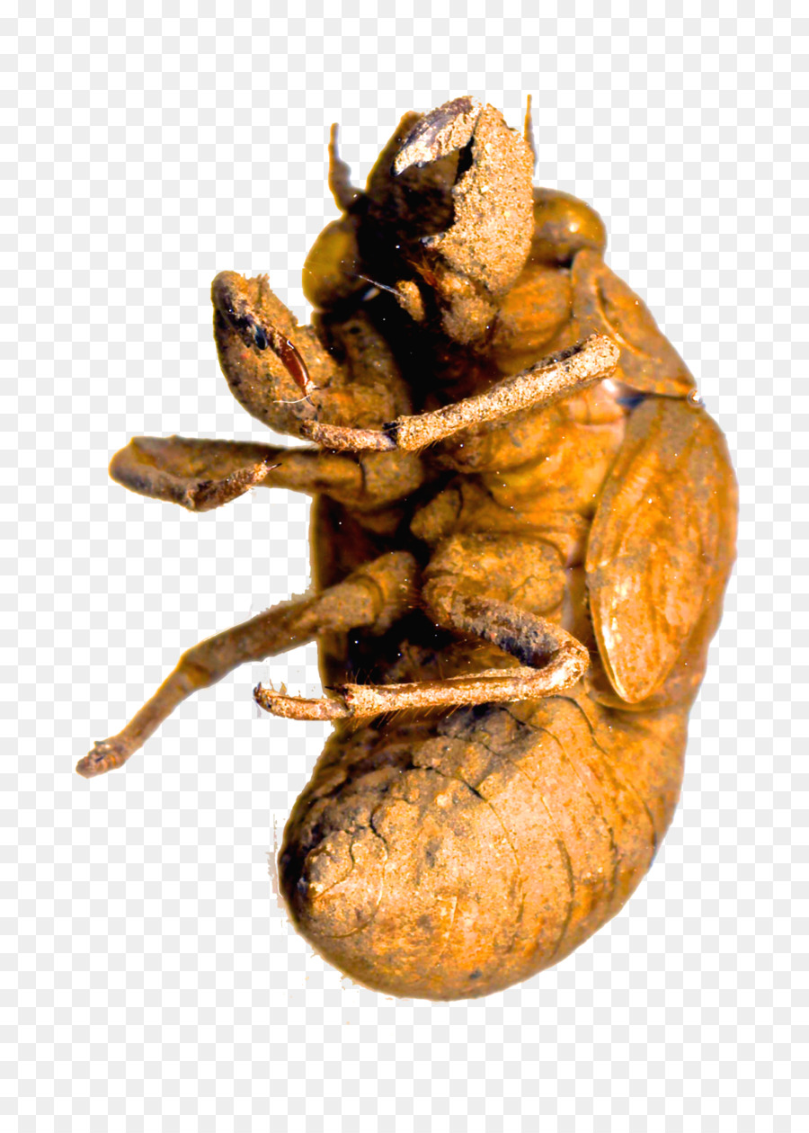 Verdadeiro Bugs，Inseto PNG