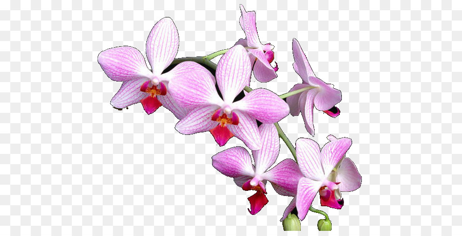 Phalaenopsis Equestris，Orquídeas PNG