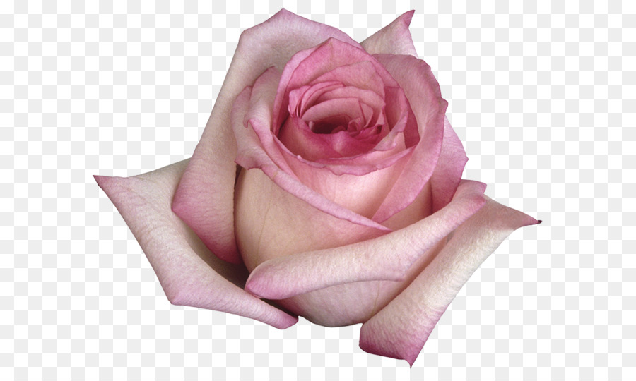 Rosa Rosa，Florescer PNG