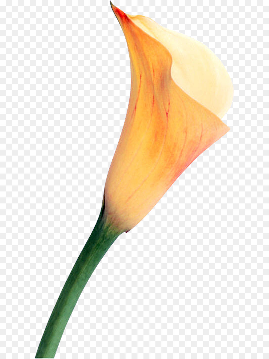 Flor，Rosa PNG