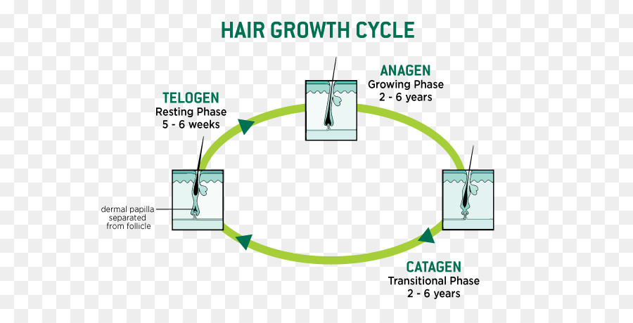 Ciclo De Crescimento Do Cabelo，Cabelo PNG