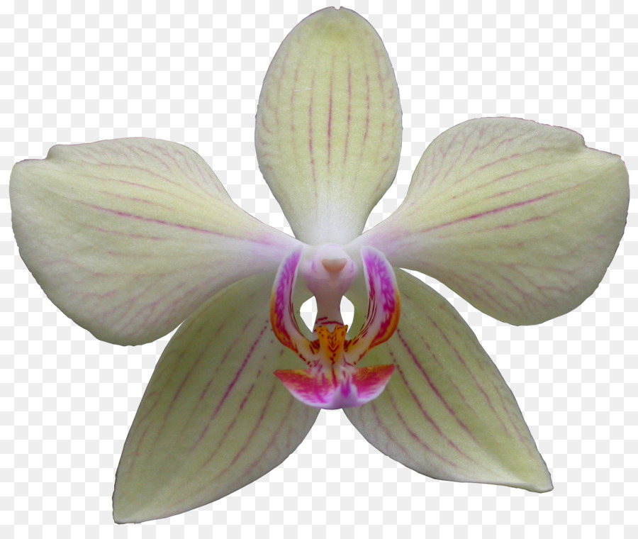 Orquídea Branca，Florescer PNG