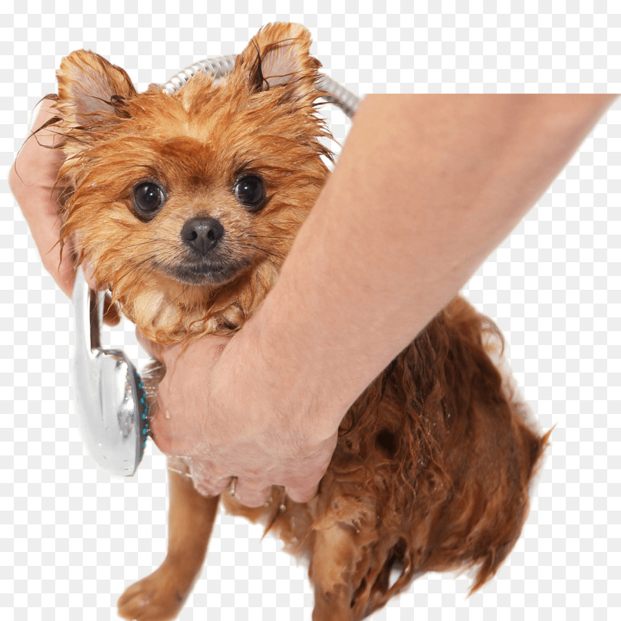 Banho Para Cachorro，Banho PNG