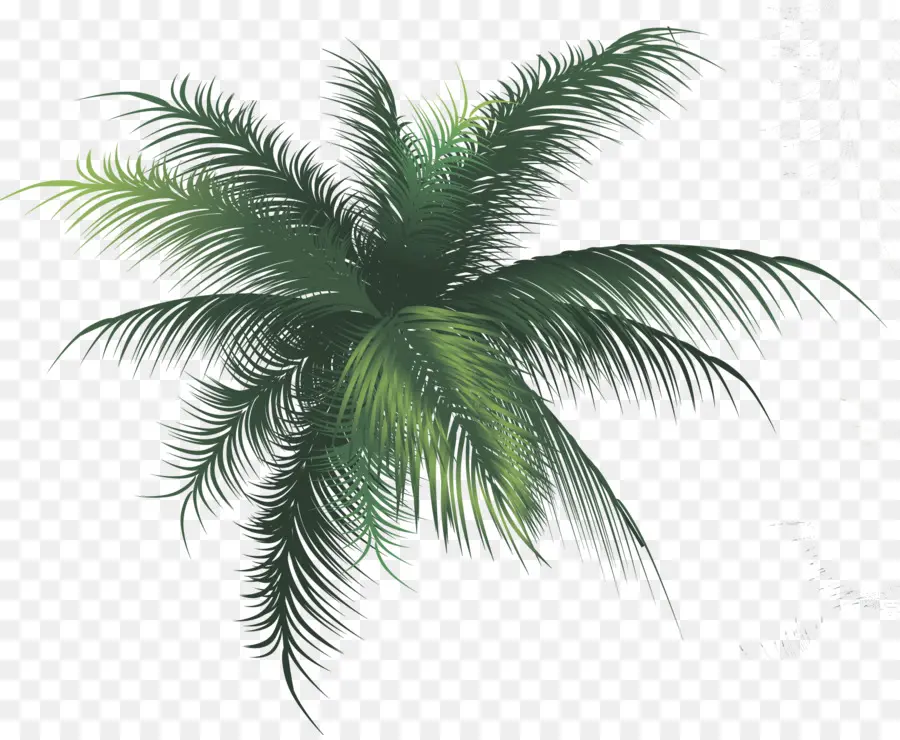 árvore，Arecaceae PNG