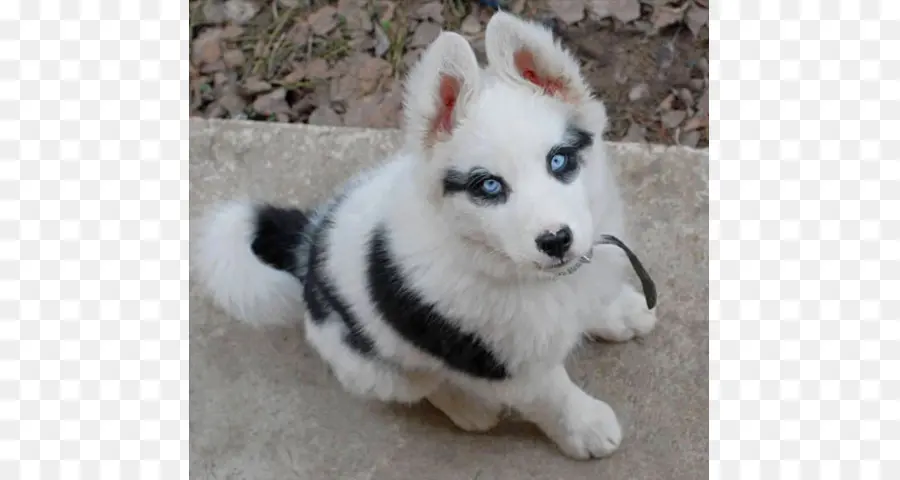 Husky Siberiano，Chow Chow PNG