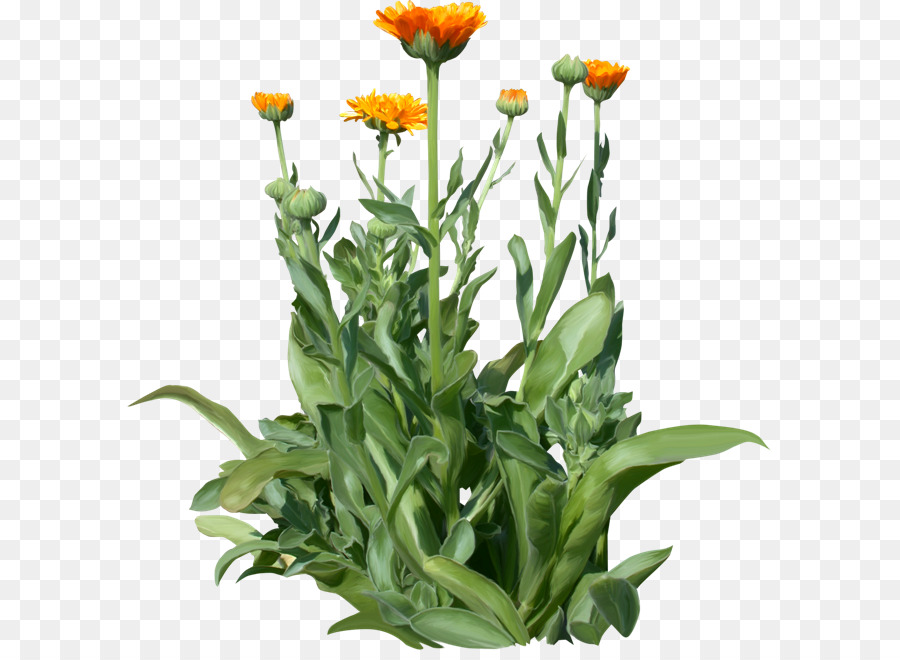 Flores De Corte，Flor PNG