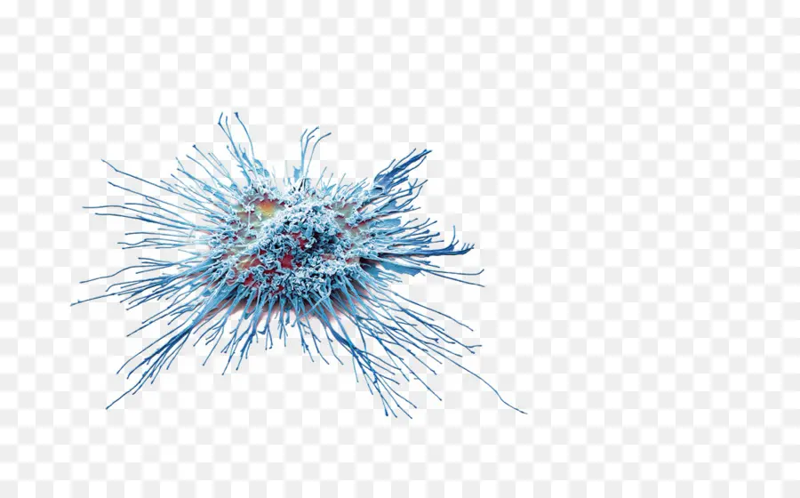 Células Dendríticas，A Imunoterapia PNG