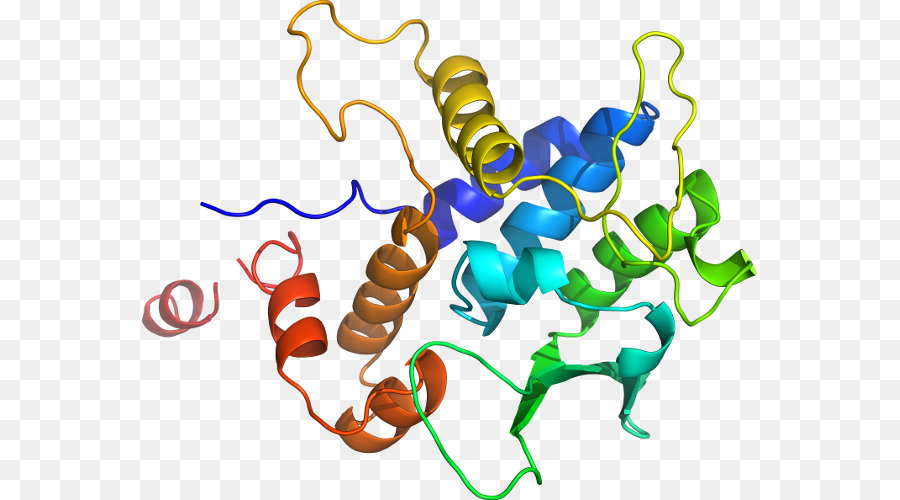 Estrutura Proteica，Biologia PNG