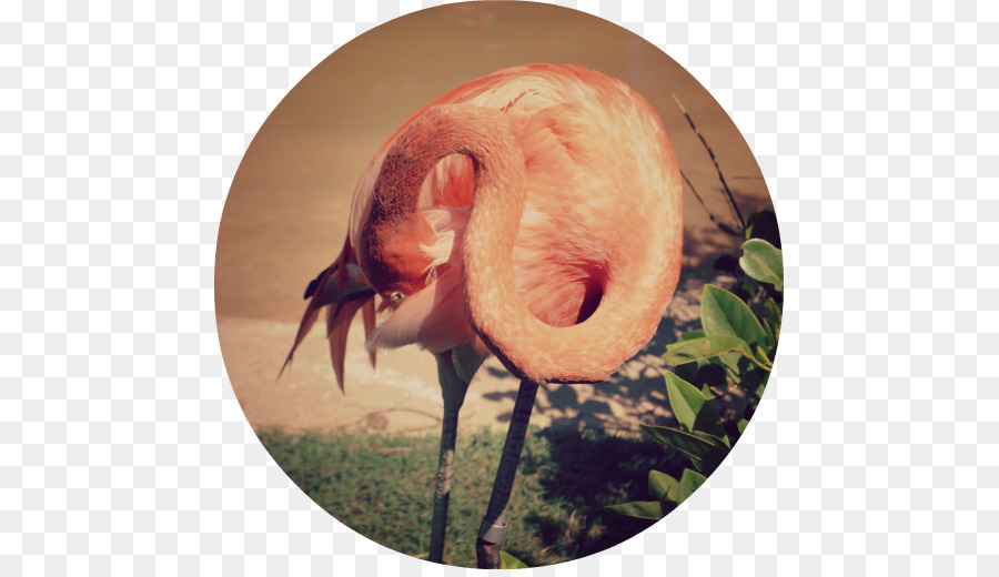 Bico，A Fauna PNG