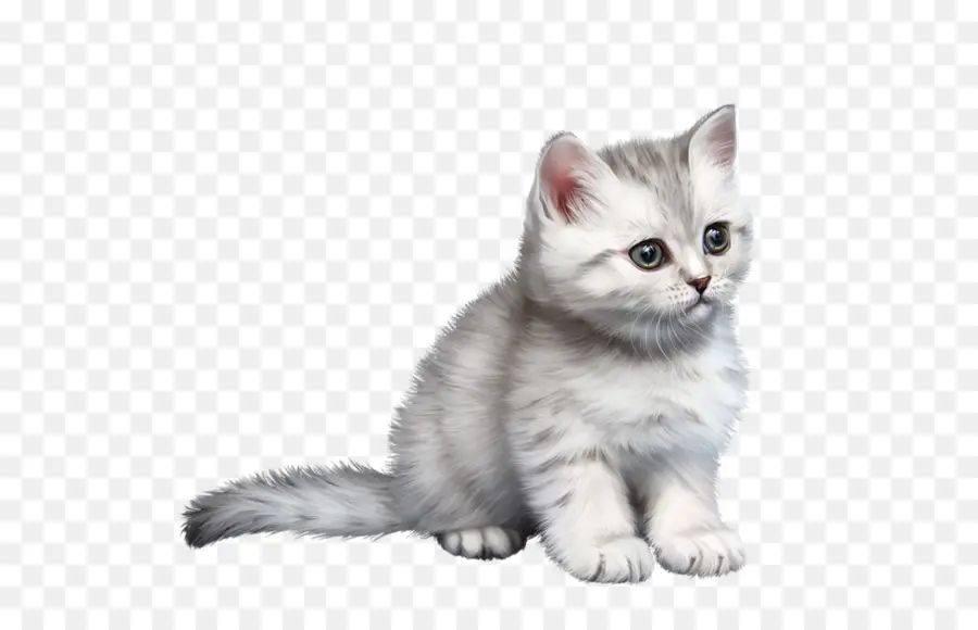 Gatinho Branco，Bonitinho PNG