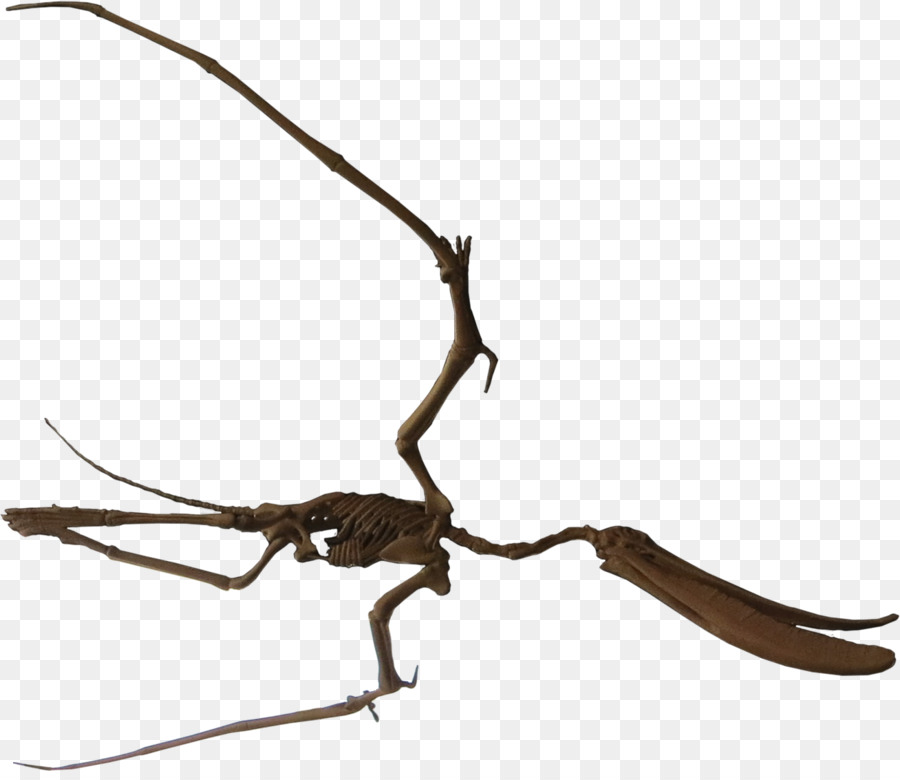 Pterodaustro，Lagarcito Formação PNG