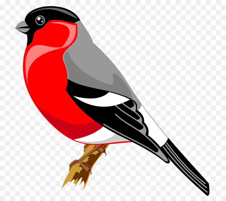 Aves，Desenho PNG