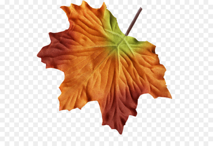 Maple Leaf，Folha PNG