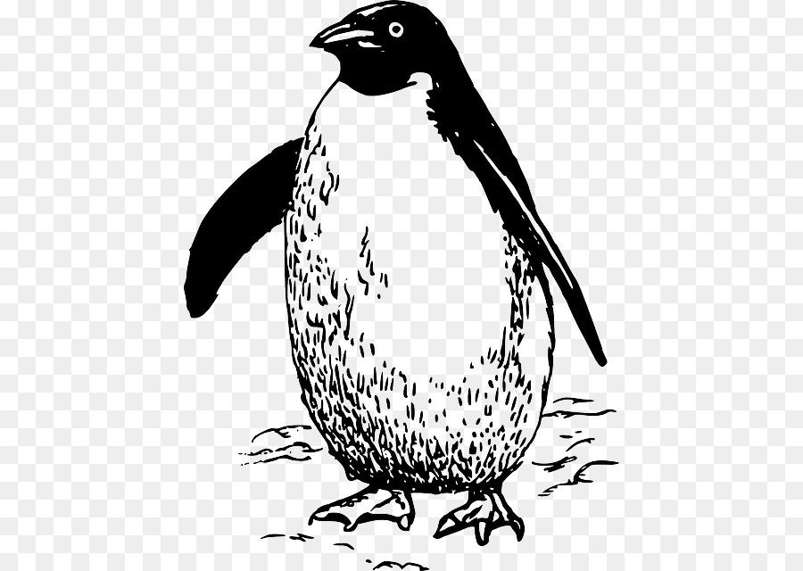 Pinguim，Pássaro PNG