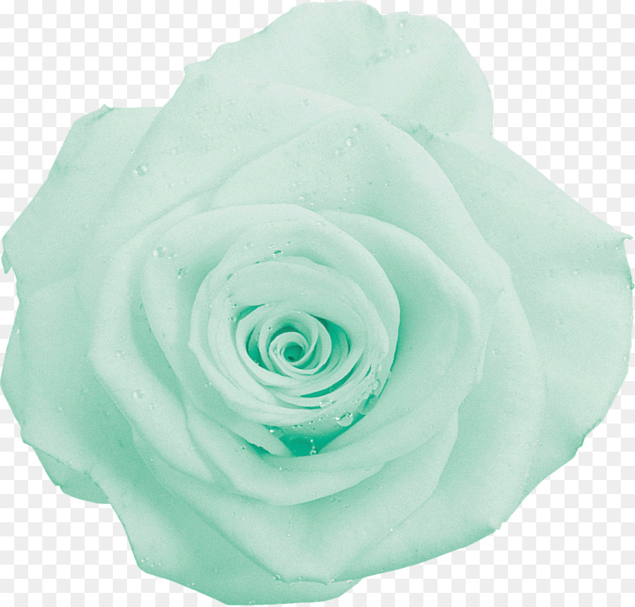 Las rosas del jardín, col rosa, verde. PNG Clipart