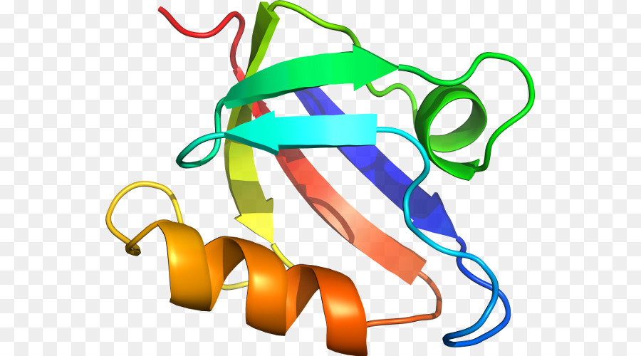 Estrutura Proteica，Biologia PNG