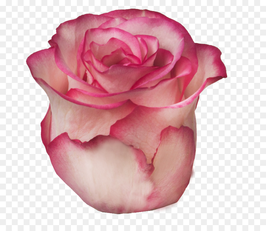 Rosa，Florescer PNG